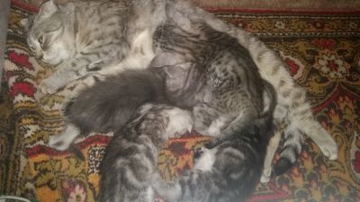 Лот: 7831407. Фото: 1. ветеринарный врач. вызов на дом. Другое (медицина)