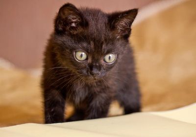 Лот: 3052598. Фото: 1. Котенок-брюнет :). Кошки, котята