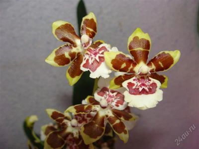 Лот: 2431980. Фото: 1. Орхидея камбрия, ароматная. Горшечные растения и комнатные цветы