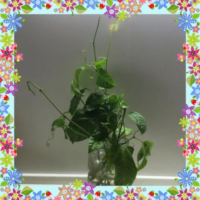 Лот: 5028973. Фото: 1. Маракуйя. Пассифлора Эдулис. Passiflora... Горшечные растения и комнатные цветы