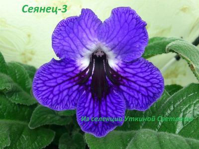 Лот: 3361430. Фото: 1. Стрептокарпус-сеянец (УС-Синяя... Горшечные растения и комнатные цветы