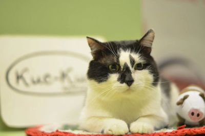 Лот: 11037419. Фото: 1. кот в добрые руки. Кошки, котята