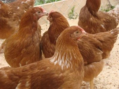Лот: 8248485. Фото: 1. Куры / курицы / цыплята несушки... Птицы