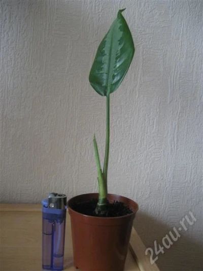 Лот: 435361. Фото: 1. Аглаонема Паттая Бьюти (Aglaonema... Горшечные растения и комнатные цветы