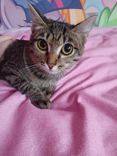 Лот: 21146139. Фото: 1. Котенок-девочка. Кошки, котята