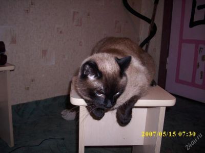 Лот: 83486. Фото: 1. Сторожевой кот. Остальные животные