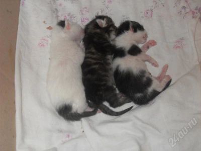 Лот: 565991. Фото: 1. отдам котяток, родились 10.10... Остальные животные