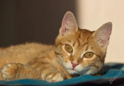 Лот: 2306255. Фото: 1. Солнечная кошечка!. Кошки, котята