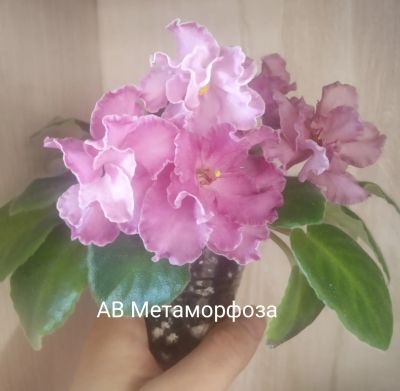 Лот: 18951582. Фото: 1. Цветущая фиалка АВ Метаморфоза. Горшечные растения и комнатные цветы