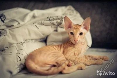 Лот: 5654473. Фото: 1. Сфинкс -персиковый окрас мальчик. Кошки, котята
