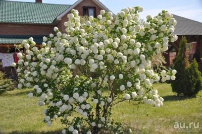 Лот: 9754763. Фото: 1. саженцы калины бульденеж. Декоративные кустарники и деревья