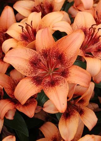 Лот: 7701688. Фото: 1. Лилия Азиатская Contagem. Садовые цветы