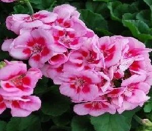 Лот: 4291038. Фото: 1. Пеларгония Savannah Pink Mega... Горшечные растения и комнатные цветы