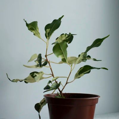 Лот: 4039345. Фото: 1. Фикус Кёрли. Горшечные растения и комнатные цветы