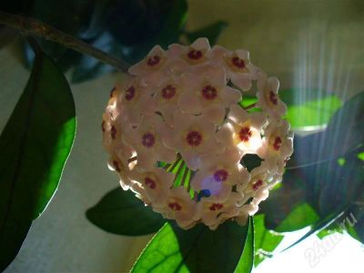 Лот: 389364. Фото: 1. Хойя мясистая (открою секреты... Горшечные растения и комнатные цветы