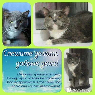 Лот: 8483991. Фото: 1. Чебурах. Возраст 1-3 года. Отдается... Кошки, котята