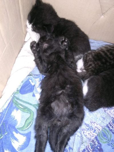 Лот: 12737716. Фото: 1. Котята. Кошки, котята
