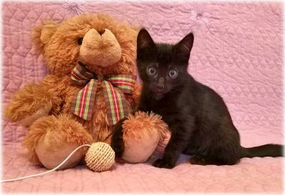 Лот: 10581679. Фото: 1. Котенок "Ночь", 2 мес. Кошки, котята