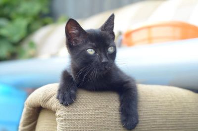 Лот: 9995269. Фото: 1. Отдам черного котенка, девочку... Кошки, котята