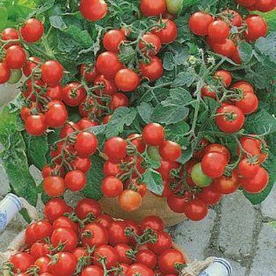 Лот: 6754579. Фото: 1. Семена томатов для контейнерного... Овощи