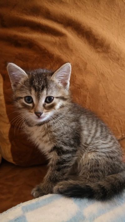 Лот: 17556696. Фото: 1. Котёнок. Кошки, котята
