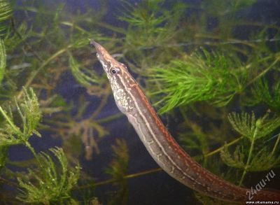 Лот: 1663555. Фото: 1. макрогнатус. Рыбки