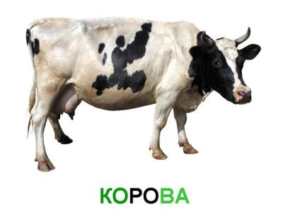 Лот: 3746954. Фото: 1. Коровы живым весом. Остальные животные