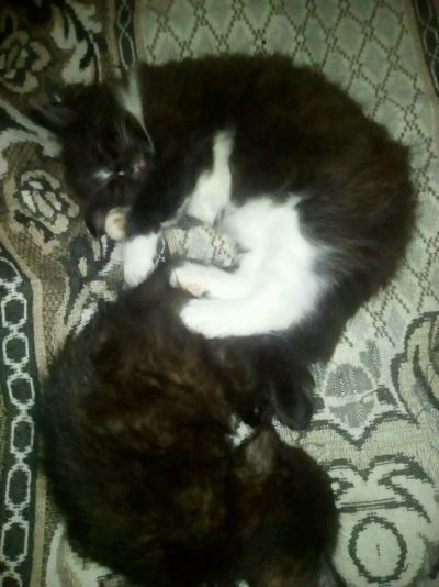 Лот: 12134015. Фото: 1. Котята. Кошки, котята