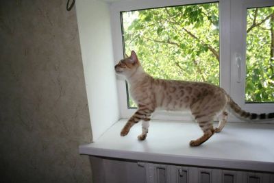 Лот: 3964532. Фото: 1. Бенгальский. Кошки, котята