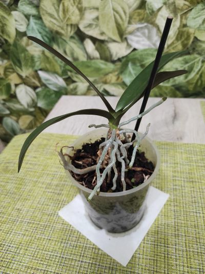 Лот: 19340707. Фото: 1. Орхидея. Горшечные растения и комнатные цветы