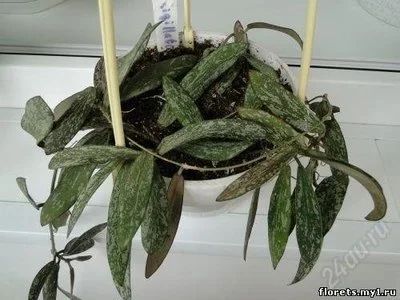 Лот: 1728586. Фото: 1. Hoya sigillatis(хойя сигилатис... Горшечные растения и комнатные цветы