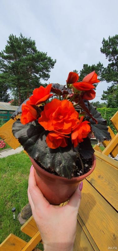 Лот: 17668579. Фото: 1. Бегония Shokolate Orange (кустик... Горшечные растения и комнатные цветы