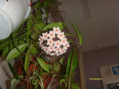 Лот: 5150194. Фото: 1. Хойя carnoza R.Brown (черенок). Горшечные растения и комнатные цветы