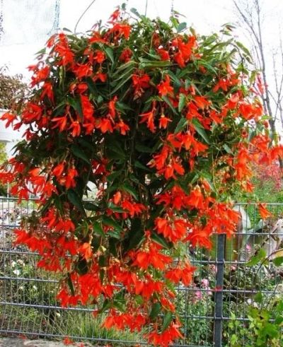 Лот: 16056773. Фото: 1. Бегония Waterfall Encanto Orange. Горшечные растения и комнатные цветы