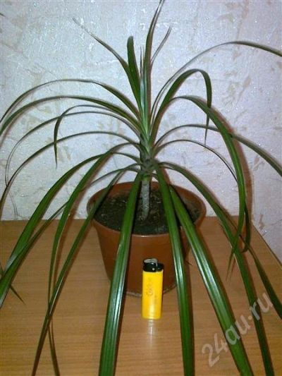 Лот: 73467. Фото: 1. Драцена окаймленная (Dracena Marginata... Горшечные растения и комнатные цветы
