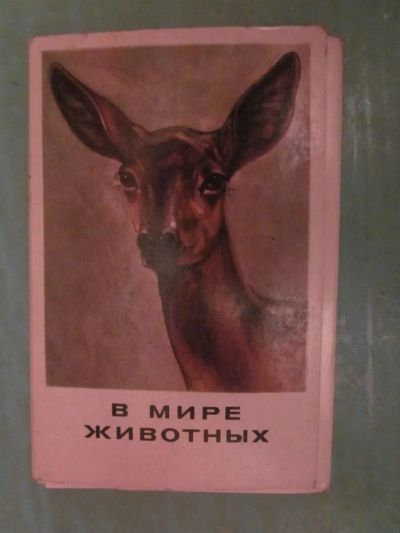 Лот: 3934513. Фото: 1. Открытки "В мире животных" 1977г... Открытки, конверты