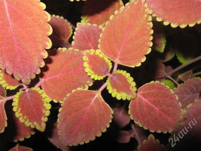 Лот: 625141. Фото: 1. Колеус за пятак. Горшечные растения и комнатные цветы
