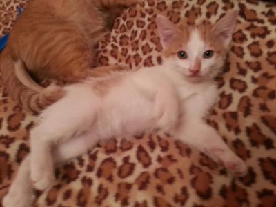 Лот: 3834857. Фото: 1. Бело-рыжий котёнок. Кошки, котята