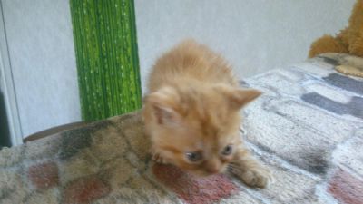 Лот: 7752520. Фото: 1. Рыжий котенок девочка 1 месяц... Кошки, котята