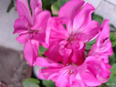 Лот: 13875793. Фото: 1. Пеларгония (герань) розовая. Горшечные растения и комнатные цветы