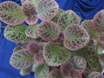 Лот: 7918053. Фото: 1. Эписция Aloha Mauna Loa. Горшечные растения и комнатные цветы