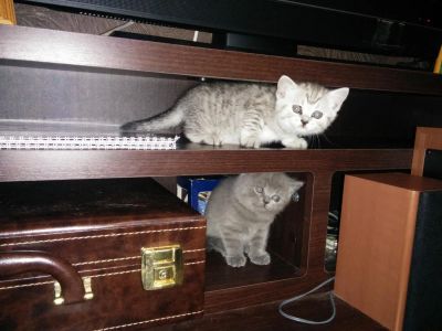 Лот: 4198180. Фото: 1. котёнок шотландской прямоухой. Кошки, котята