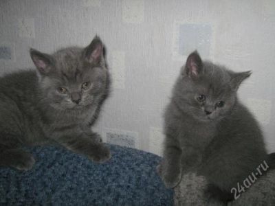 Лот: 1082100. Фото: 1. Британские котята. Остальные животные