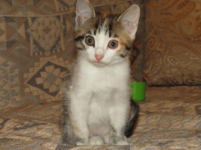 Лот: 8908394. Фото: 1. Котенок даром!. Кошки, котята