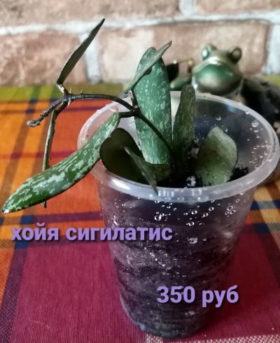 Лот: 18281232. Фото: 1. Хойя сигилатис. Горшечные растения и комнатные цветы