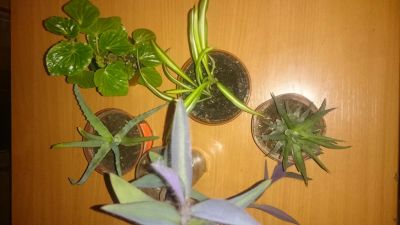Лот: 11080733. Фото: 1. цветы одним лотом. Горшечные растения и комнатные цветы