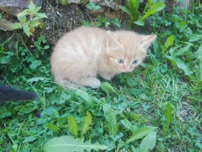 Лот: 9938990. Фото: 1. рыжий котёнок. Кошки, котята