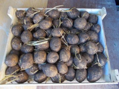 Лот: 13845495. Фото: 1. картофель семенной, на посадку. Картофель