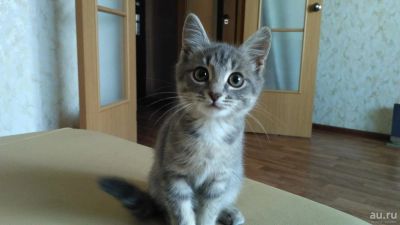 Лот: 8160496. Фото: 1. Отдам кошечку (2 мес) в хорошие... Кошки, котята
