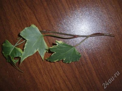 Лот: 442203. Фото: 1. Hedera Surprise (Yellow Ripple... Горшечные растения и комнатные цветы